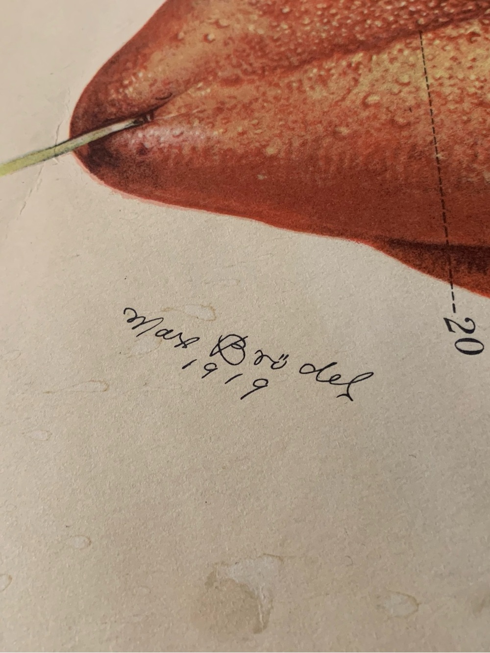 Antique American Frohse Anatomical Chart Head and Neck Signed Max Brotel 1919 - Picture 5 of 16
